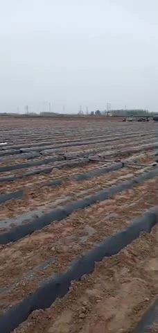 Película de mantillo de plástico negro agrícola biodegradable de alta calidad de China